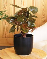 Syngonium brown plant